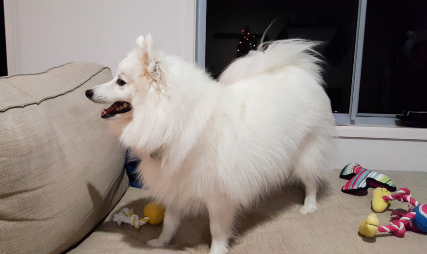 A year with Lucy, the Japanese Spitz - In December, with all her new toys