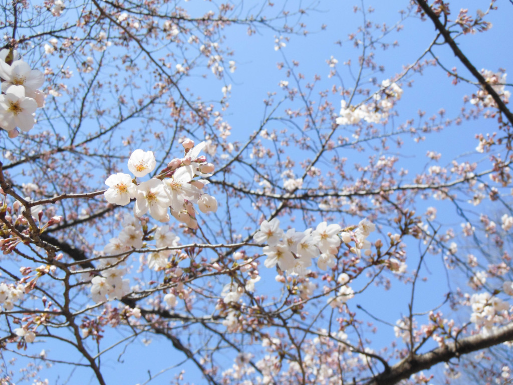 Japan Trip 2015 - Sakura / Cherry Blossoms in Yoyogi Park