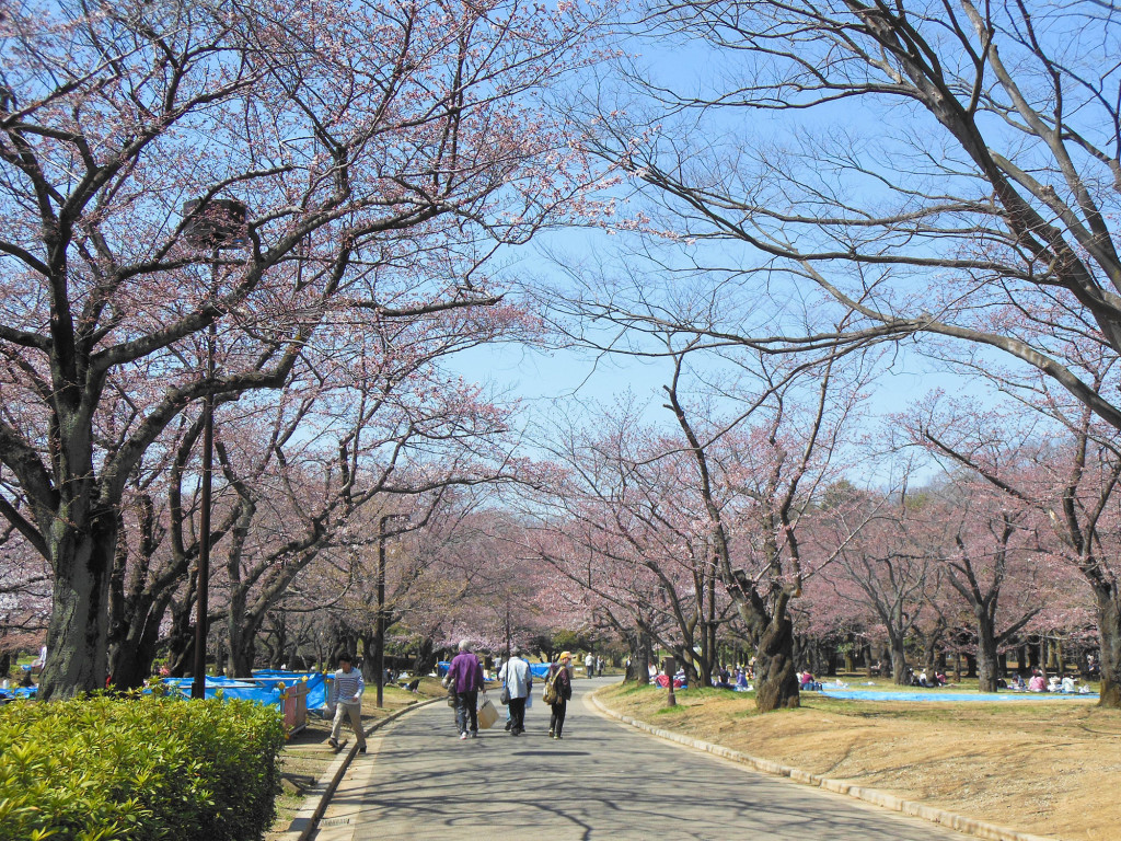 Japan Trip 2015 - Sakura / Cherry Blossoms in Yoyogi Park