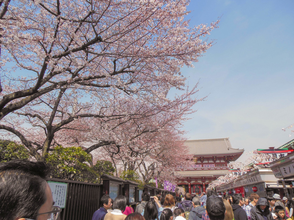 Japan Trip 2015 - Sakura / Cherry Blossoms at Nakamise Markets, Asakusa