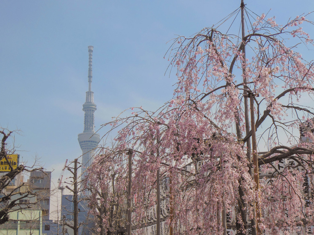Japan Trip 2015 - Sakura / Cherry Blossoms in Asakusa with the Skytree in the background
