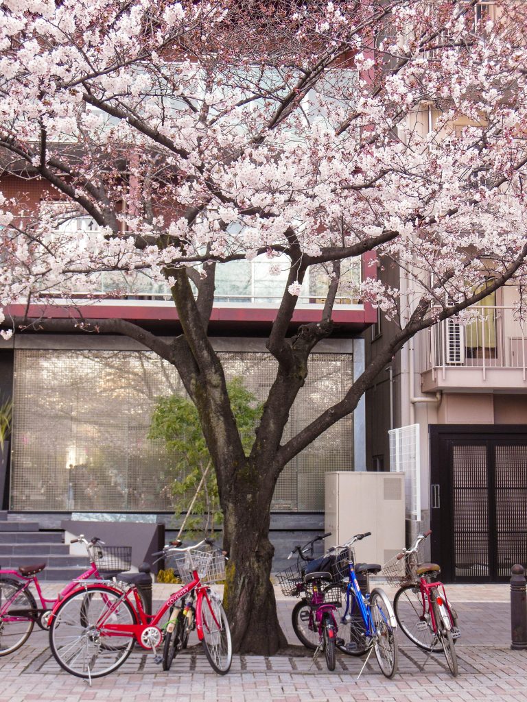 Japan Trip 2015 - Sakura / Cherry Blossoms in Sumida Park, Asakura