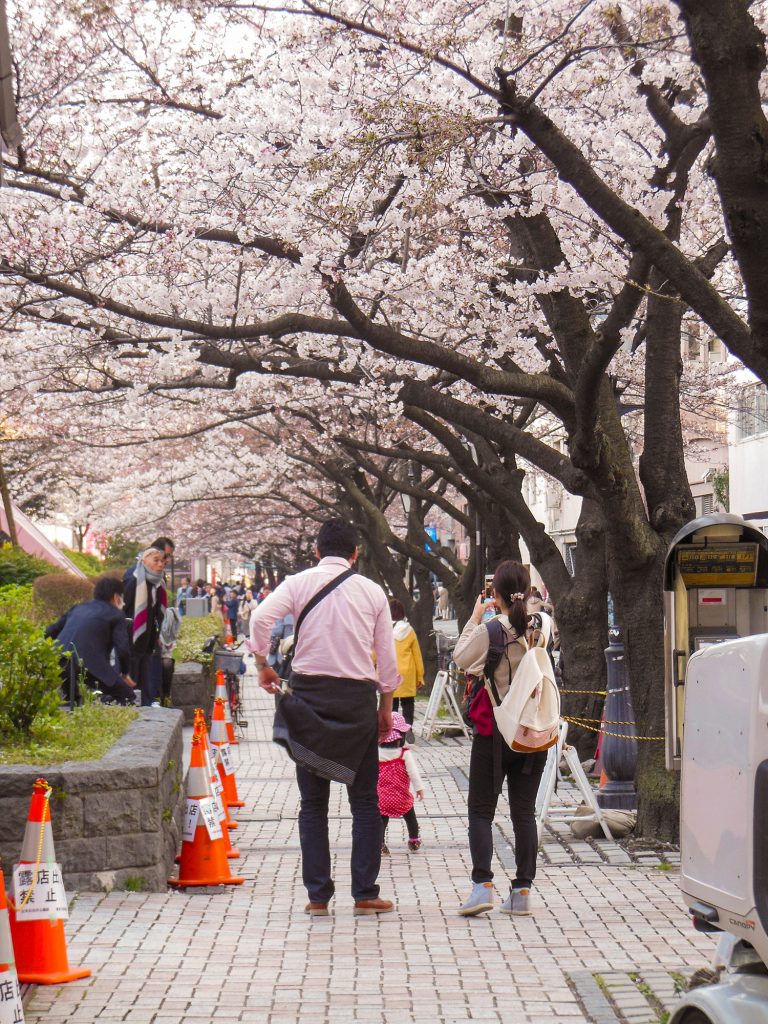 Japan Trip 2015 - Sakura / Cherry Blossoms in Sumida Park, Asakura