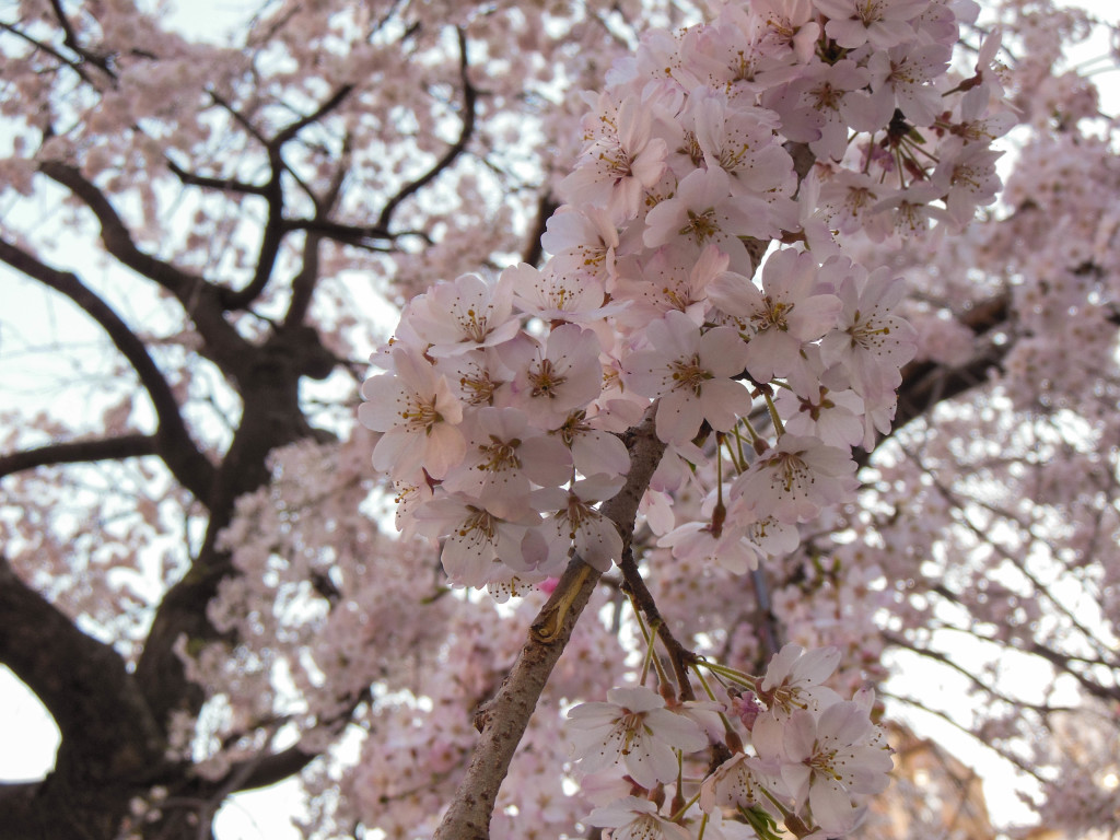 Japan Trip 2015 - Sakura / Cherry Blossoms in Sumida Park, Asakura