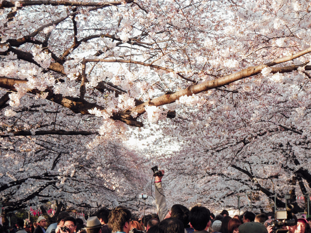 Japan Trip 2015 - Ueno Park Sakura Flowerts