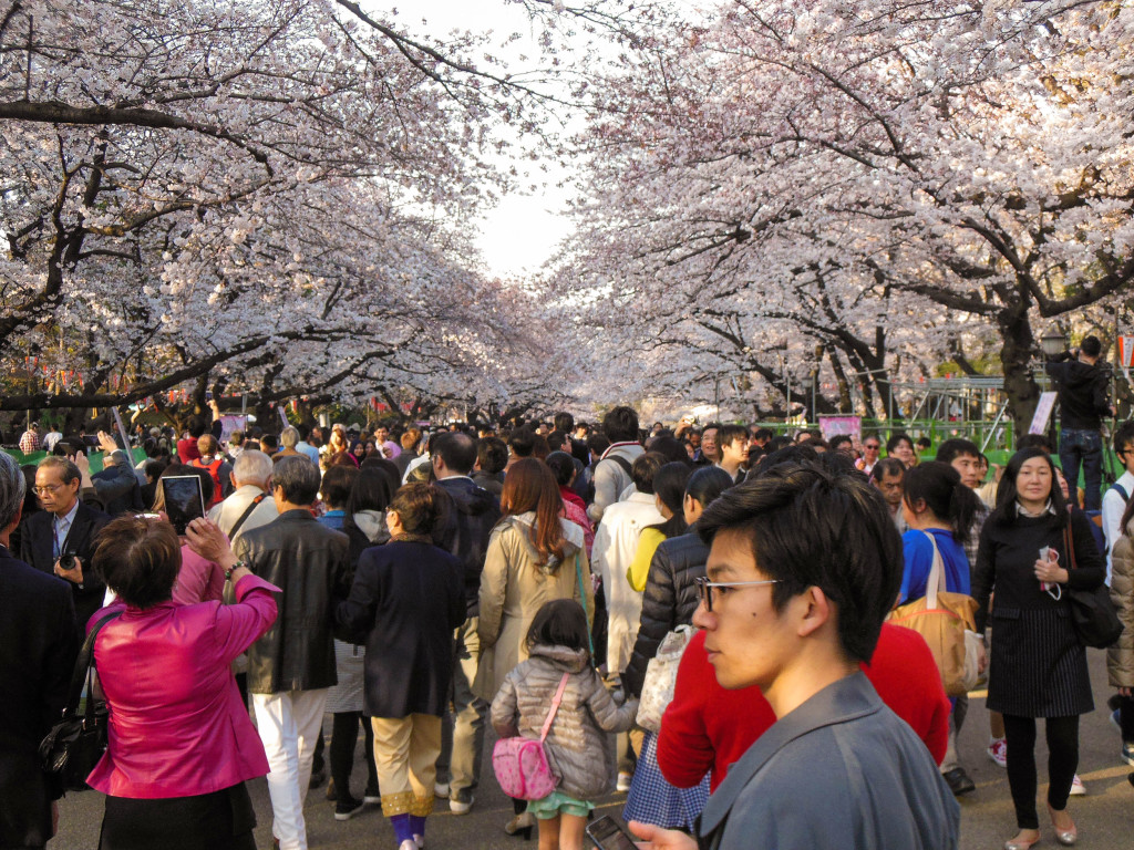 Japan Trip 2015 - Sakura / Cherry Blossoms in Ueno Park