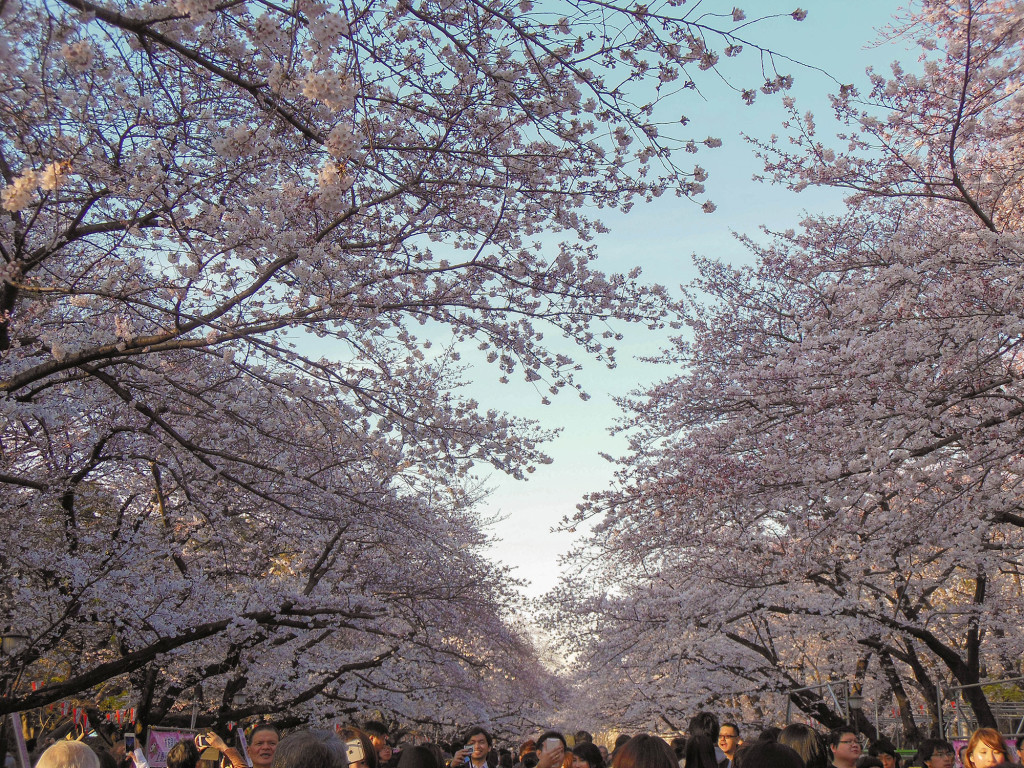 Japan Trip 2015 - Sakura / Cherry Blossoms in Ueno Park
