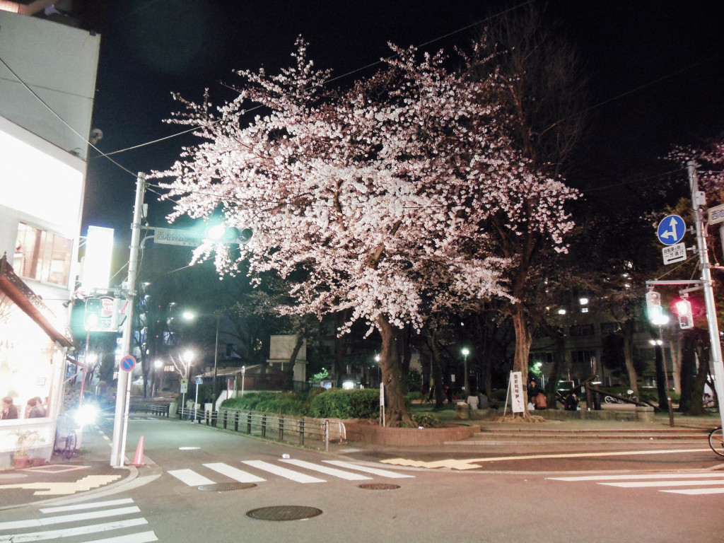 Japan Trip 2015 - Sakura / Cherry Blossoms in Ikebukuro