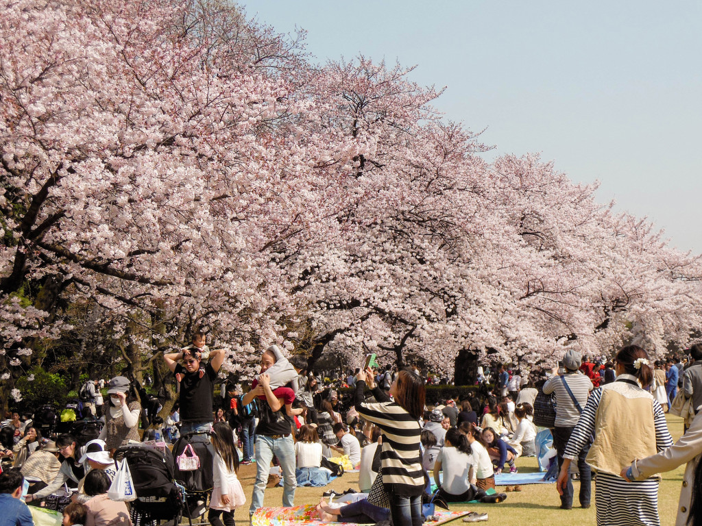 Japan Trip 2015 - Cherry Blossoms / Sakura in Shinjuku Gyoen