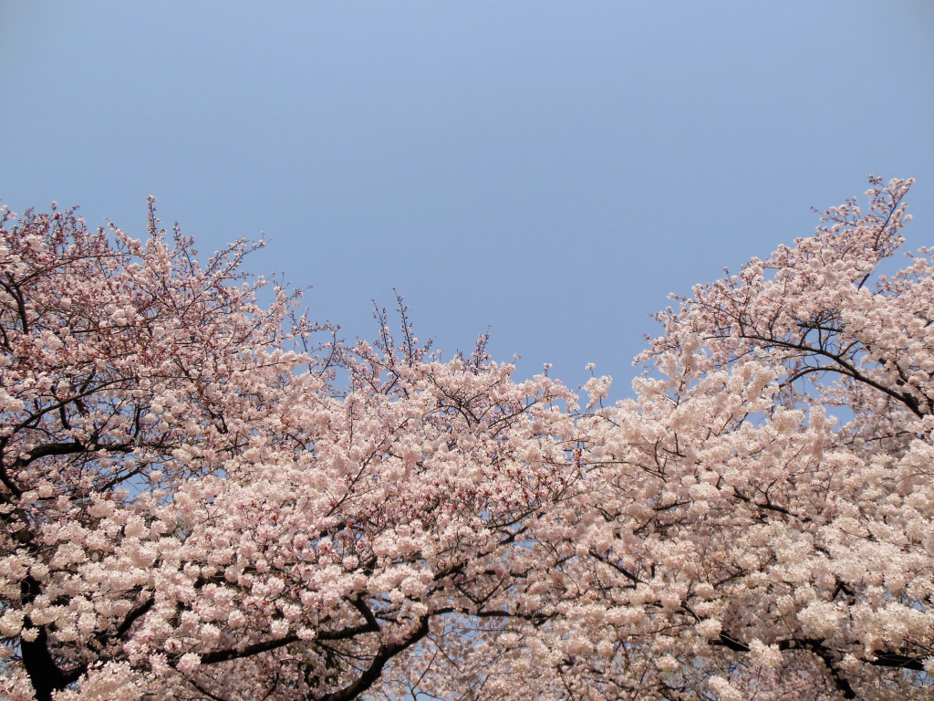 Japan Trip 2015 - Cherry Blossoms / Sakura in Shinjuku Gyoen