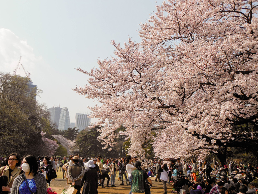 Japan Trip 2015 - Cherry Blossoms / Sakura in Shinjuku Gyoen
