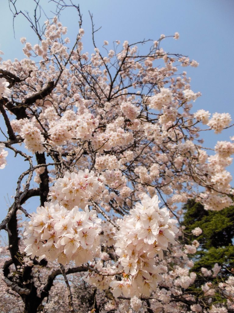 Japan Trip 2015 - Cherry Blossoms / Sakura in Shinjuku Gyoen