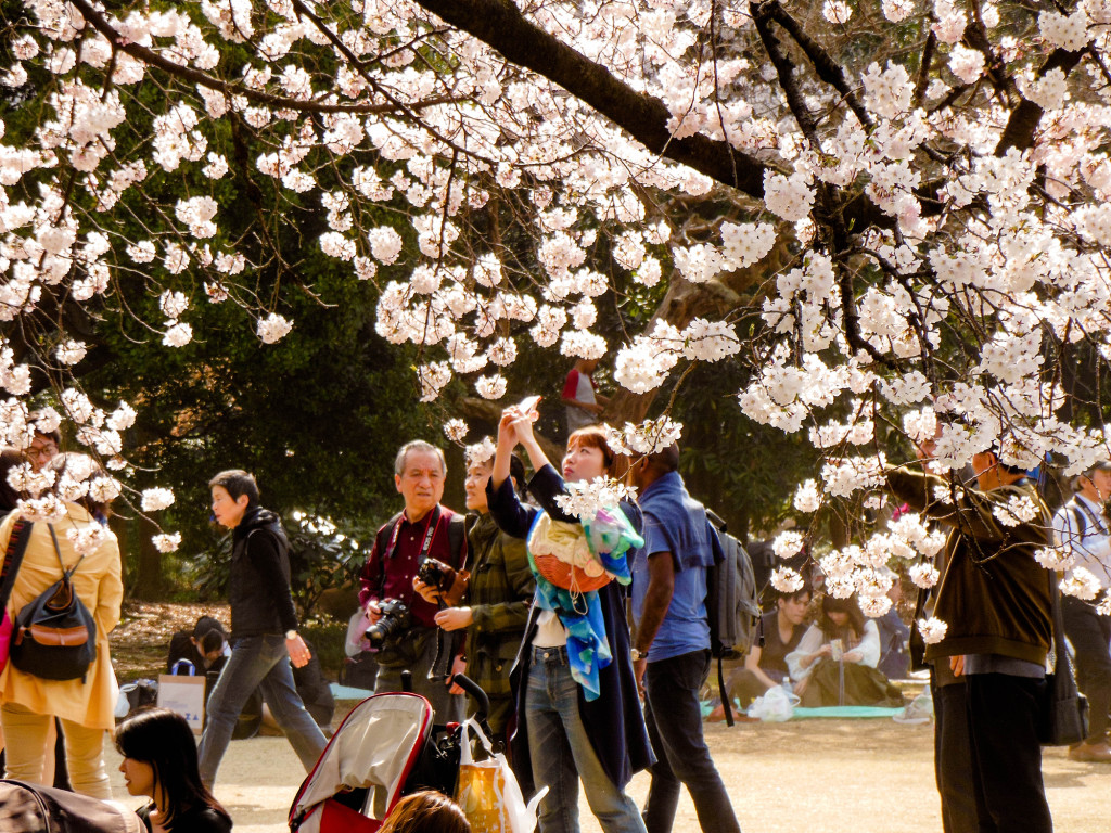 Japan Trip 2015 - Cherry Blossoms / Sakura in Shinjuku Gyoen