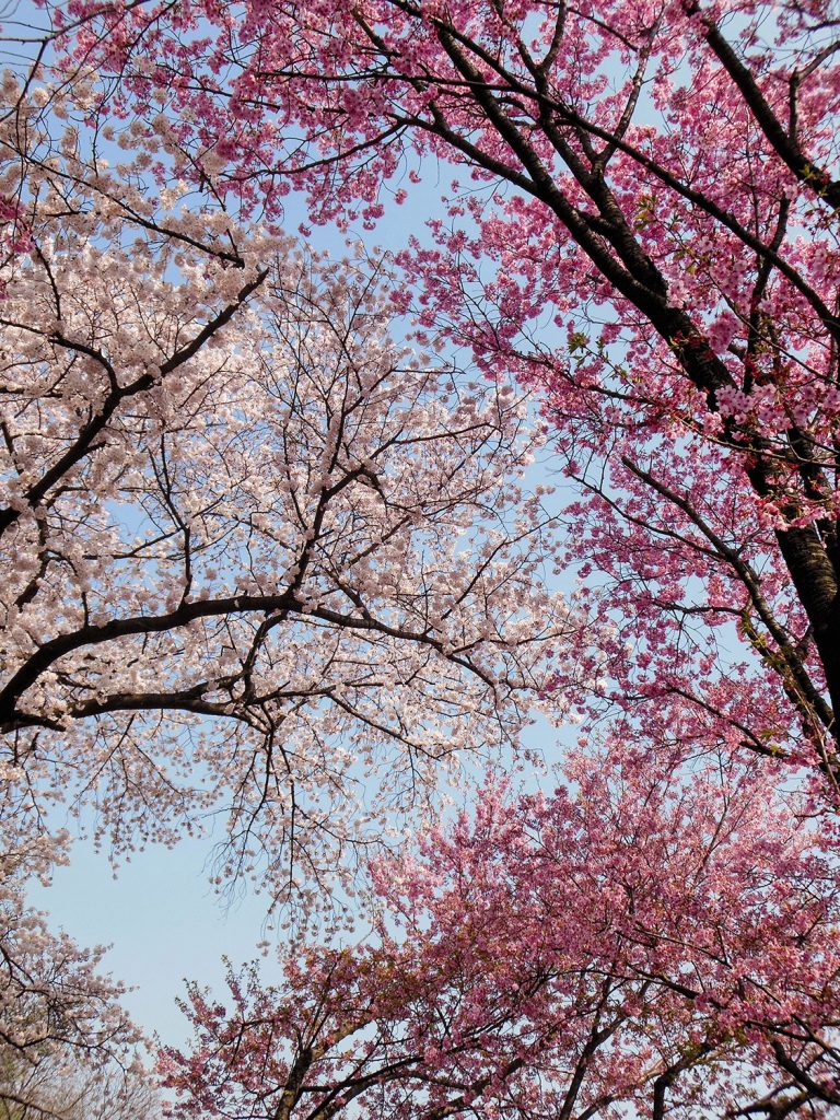 Japan Trip 2015 - Cherry Blossoms / Sakura in Shinjuku Gyoen