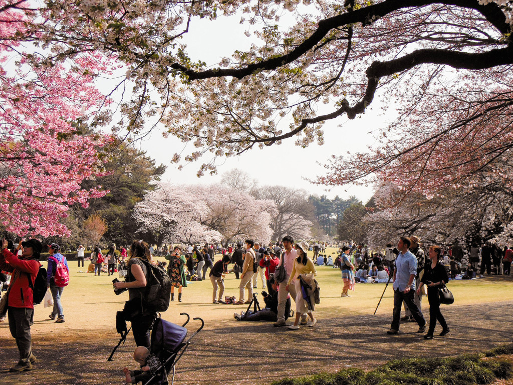 Japan Trip 2015 - Cherry Blossoms / Sakura in Shinjuku Gyoen