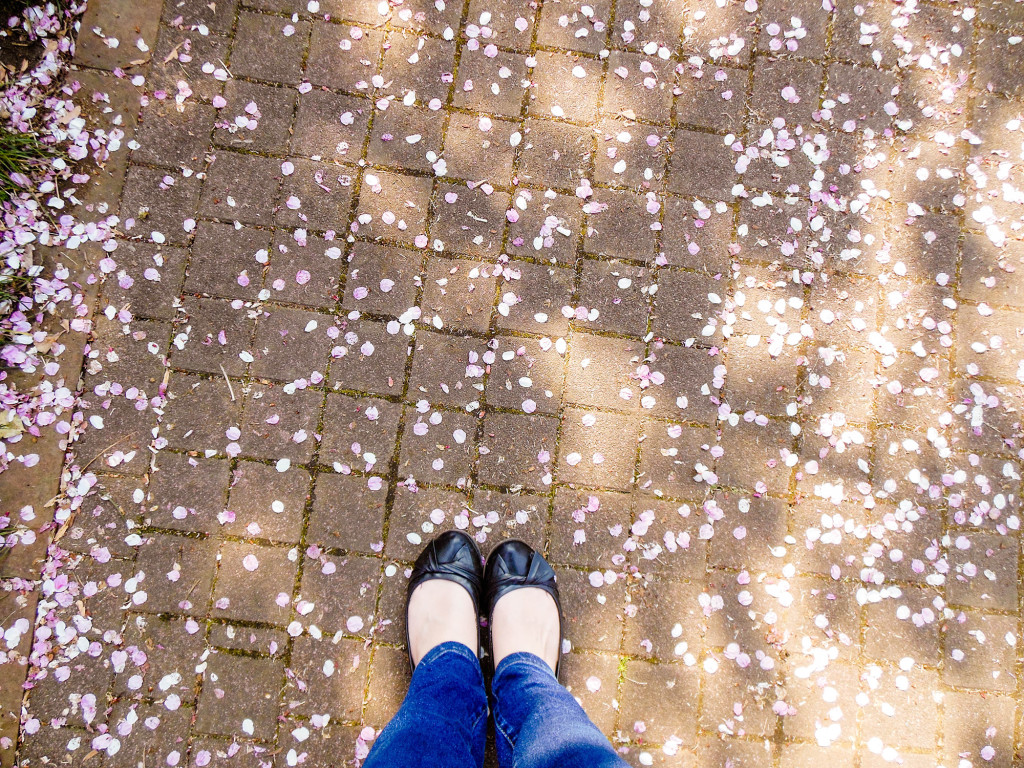 Japan Trip 2015 - Cherry Blossoms / Sakura in Shinjuku Gyoen