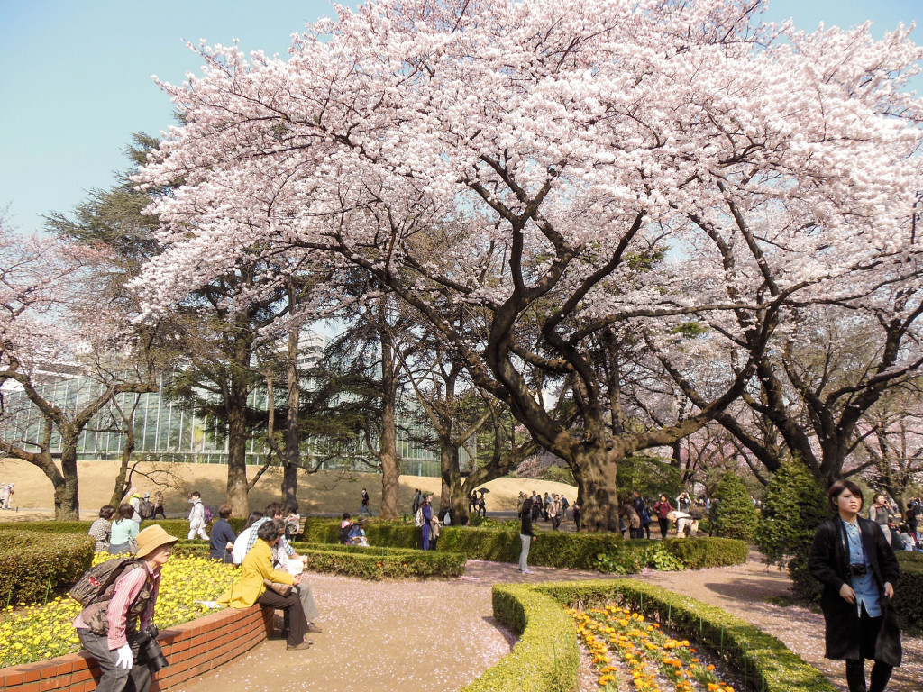 Japan Trip 2015 - Cherry Blossoms / Sakura in Shinjuku Gyoen