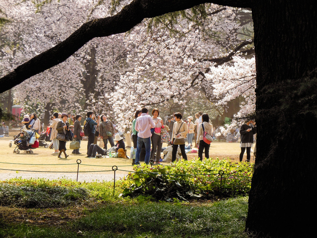 Japan Trip 2015 - Cherry Blossoms / Sakura in Shinjuku Gyoen
