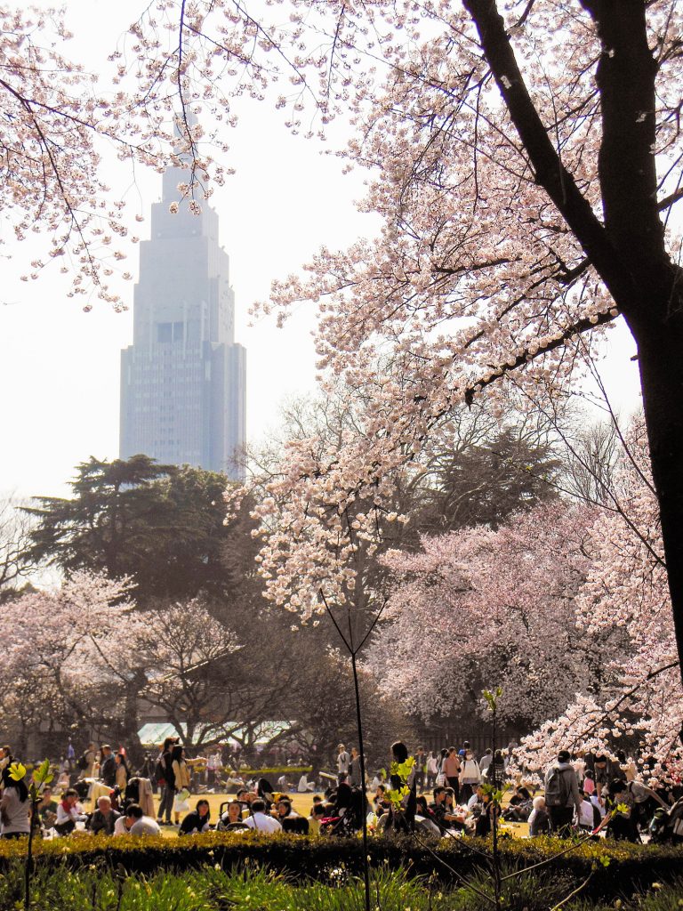 Japan Trip 2015 - Cherry Blossoms / Sakura in Shinjuku Gyoen