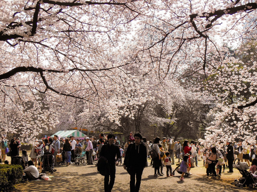 Japan Trip 2015 - Cherry Blossoms / Sakura in Shinjuku Gyoen