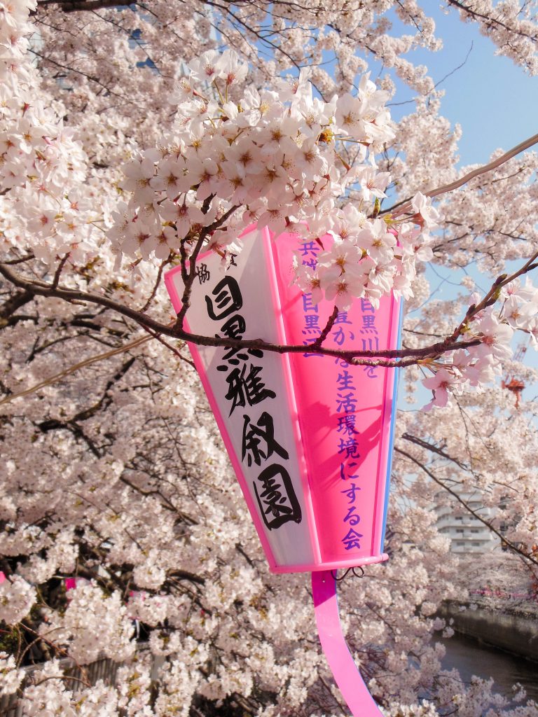 Japan Trip 2015 - Sakura / cherry blossoms on the Meguro River