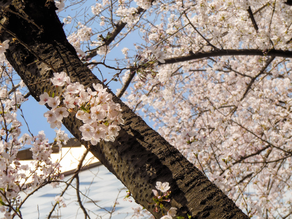 Japan Trip 2015 - Sakura / cherry blossoms on the Meguro River