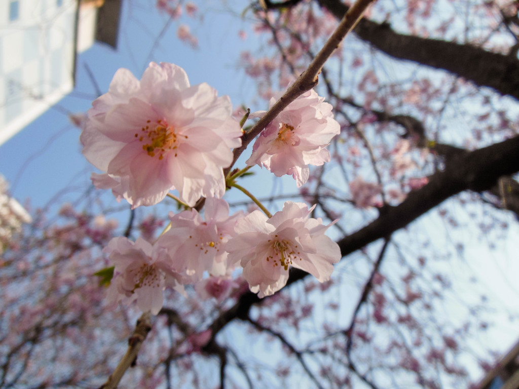 Japan Trip 2015 - Sakura / cherry blossoms on the Meguro River