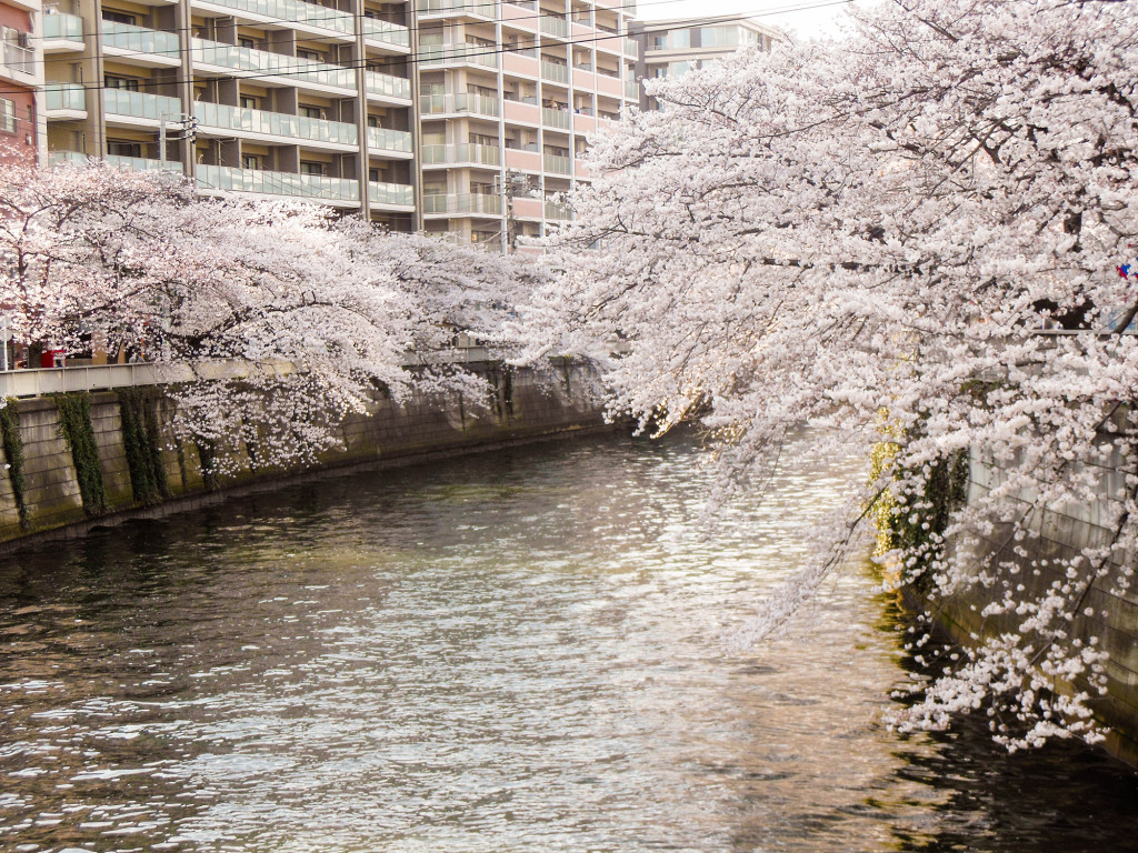 Japan Trip 2015 - Sakura / cherry blossoms on the Meguro River
