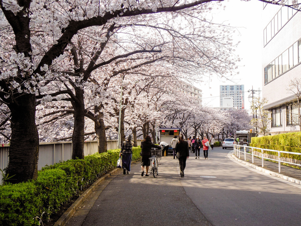 Japan Trip 2015 - Sakura / cherry blossoms on the Meguro River