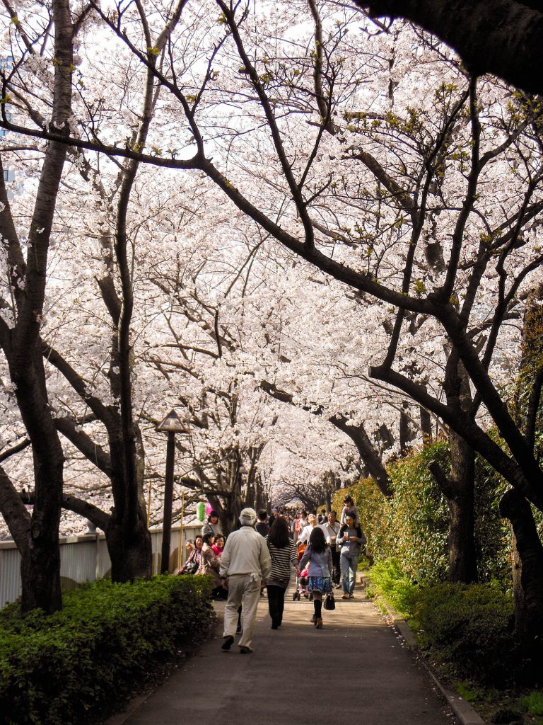 Japan Trip 2015 - Sakura / cherry blossoms on the Meguro River