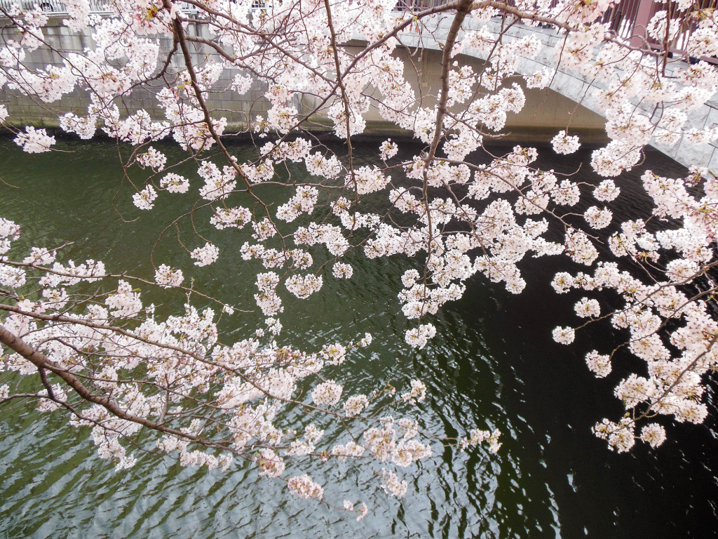 Japan Trip 2015 - Sakura / cherry blossoms on the Meguro River