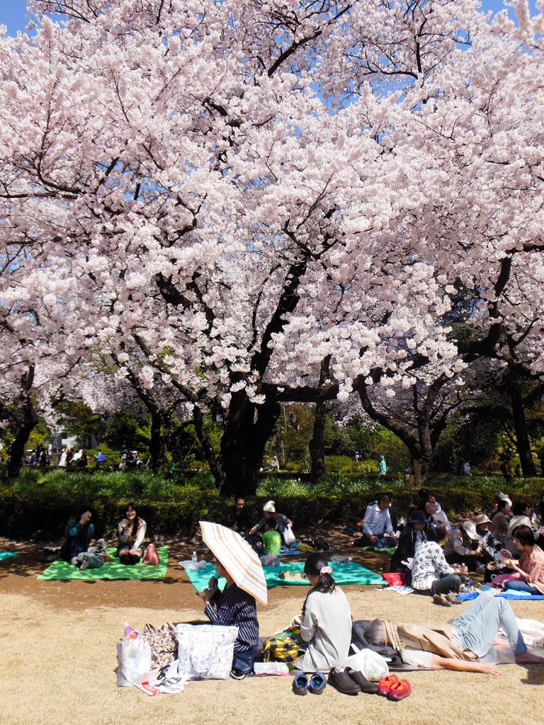 Japan Trip 2015 - Sakura / cherry blossoms in Shinjuku Gyoen