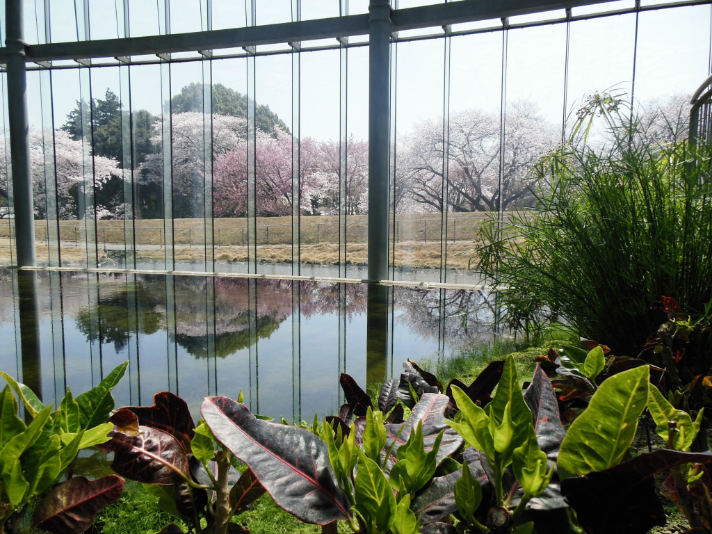 Japan Trip 2015 - Shinjuku Gyoen glasshouse