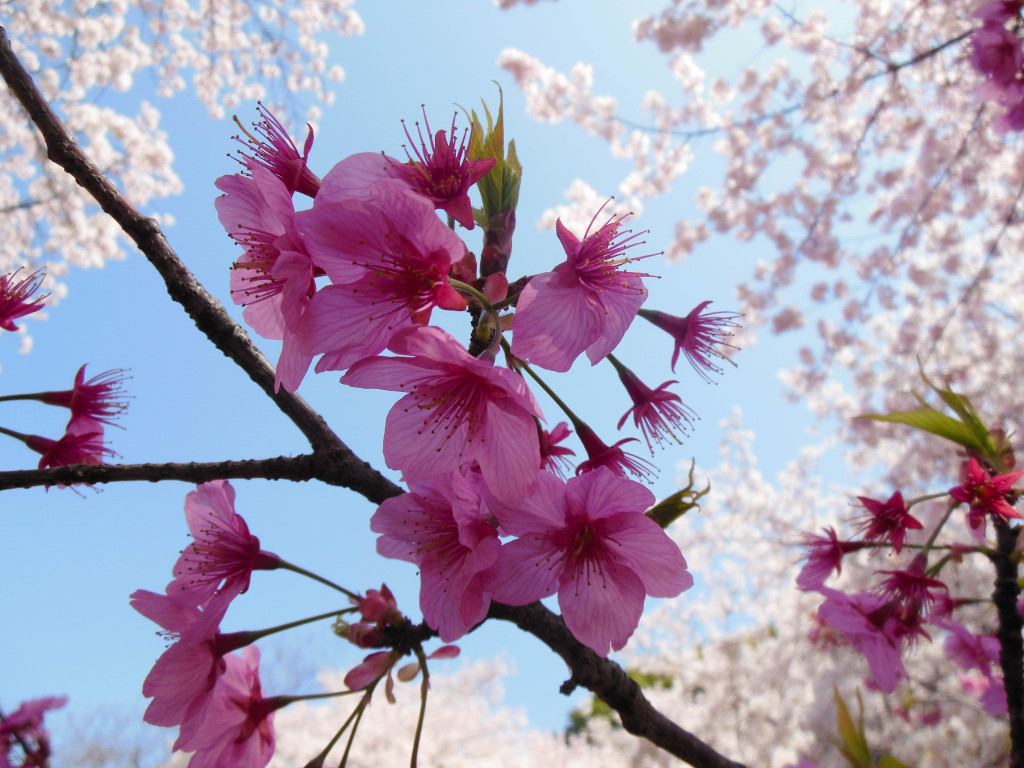 Japan Trip 2015 - Shinjuku Gyoen cherry blossoms / sakura