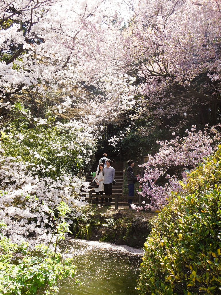 Japan Trip 2015 - Shinjuku Gyoen cherry blossoms / sakura
