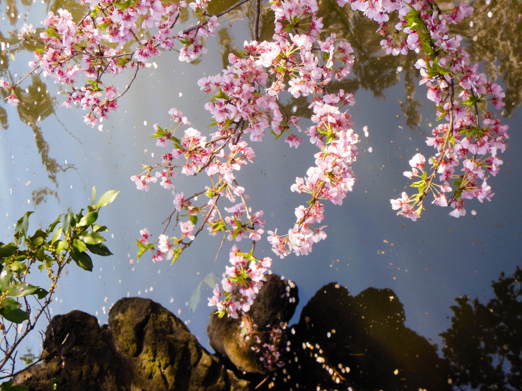 Japan Trip 2015 - Shinjuku Gyoen cherry blossoms / sakura