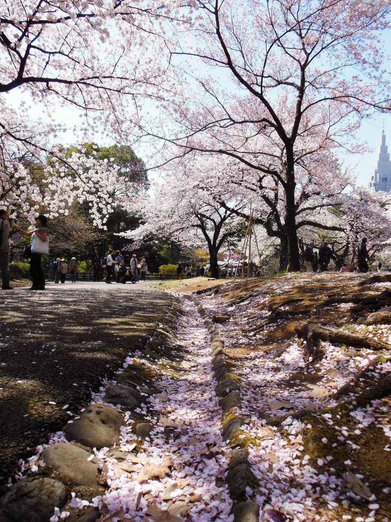 Japan Trip 2015 - Shinjuku Gyoen cherry blossoms / sakura