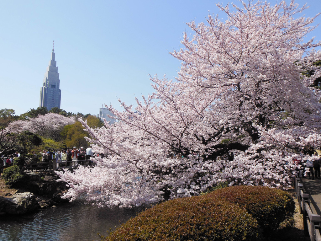 Japan Trip 2015 - Shinjuku Gyoen cherry blossoms / sakura