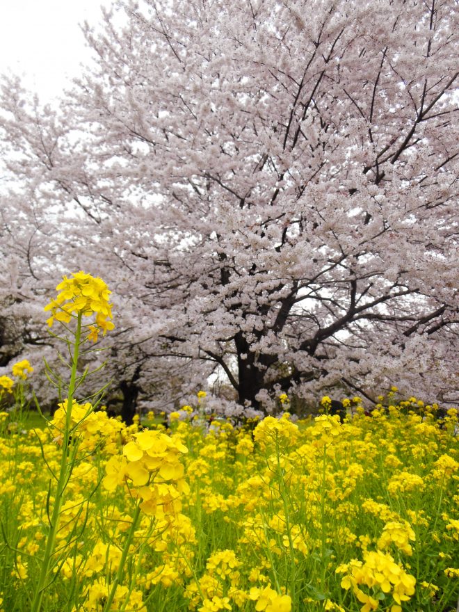 Japan Trip 2015 - Cherry blossoms in Koganei Park