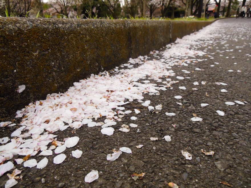 Japan Trip 2015 - Cherry blossoms in Koganei Park