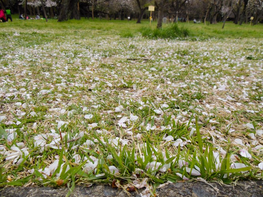 Japan Trip 2015 - Cherry blossoms in Koganei Park