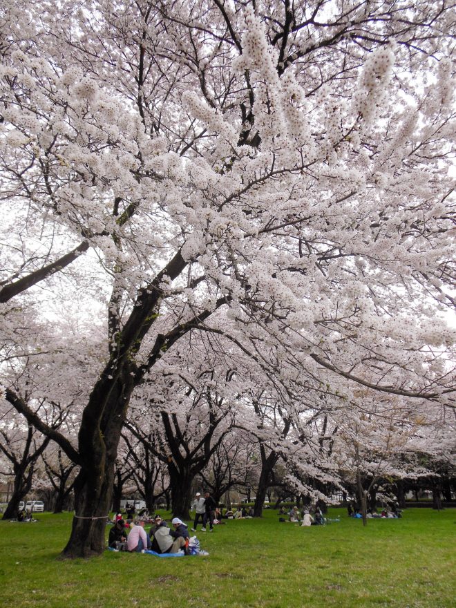 Japan Trip 2015 - Cherry blossoms in Koganei Park