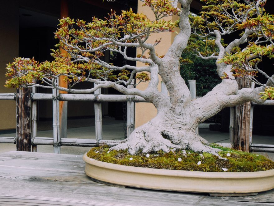 Japan Trip 2015 - Omiya Bonsai Art Museum