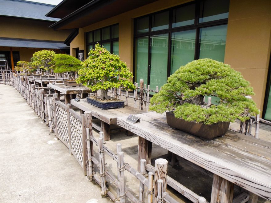 Japan Trip 2015 - Omiya Bonsai Art Museum