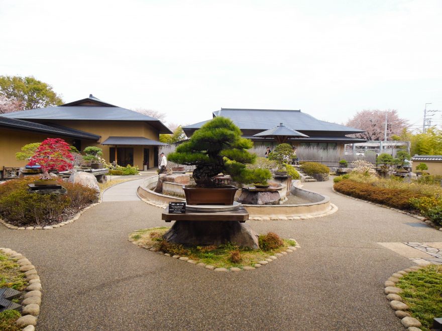 Japan Trip 2015 - Omiya Bonsai Art Museum