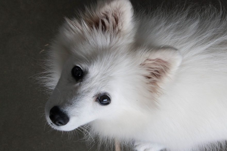 A year with Lucy, the Japanese Spitz - Close up