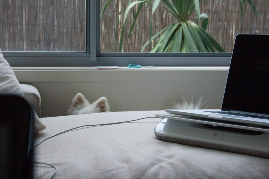 A year with Lucy, the Japanese Spitz - hiding behind the couch