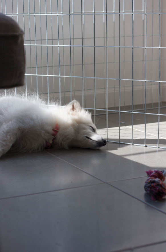 A year with Lucy, the Japanese Spitz - Sleepy time