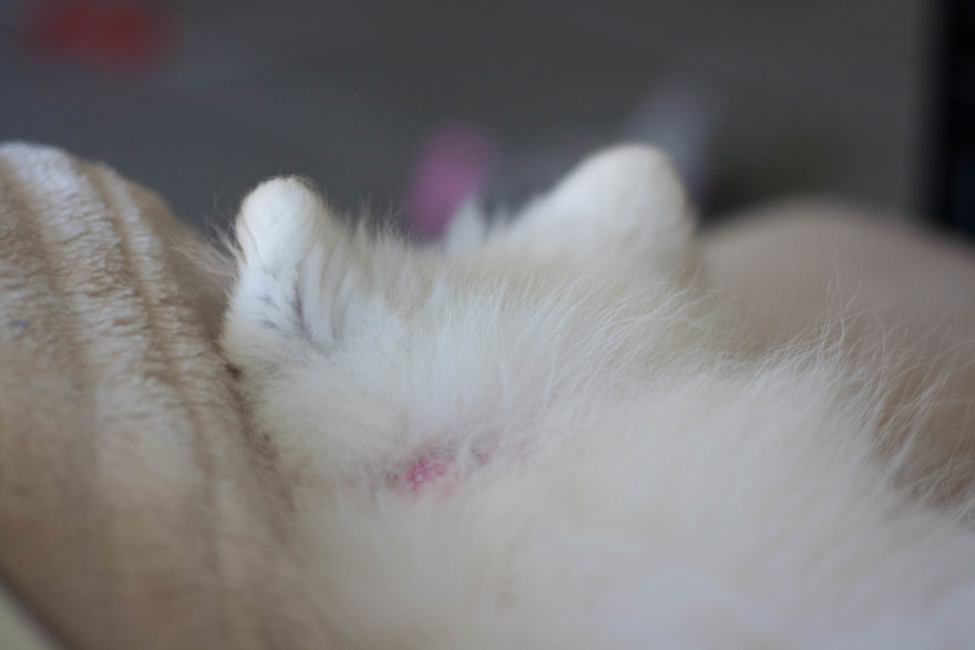 A year with Lucy, the Japanese Spitz - sleeping beside me on the couch