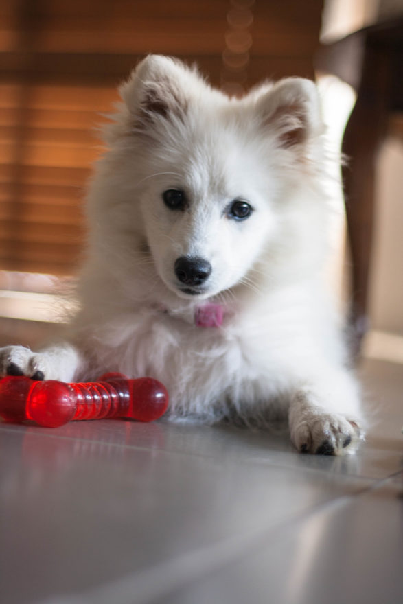 A year with Lucy, the Japanese Spitz - with her bone toy